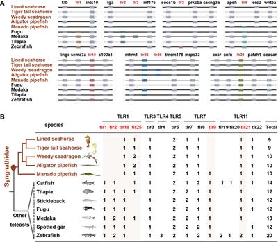 Gene loss and co-option of toll-like receptors facilitate paternal immunological adaptation in the brood pouch of pregnant male seahorses